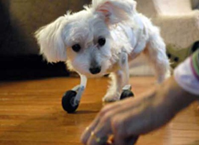 "Đôi chân thần kỳ" của chú chó khuyết 2 chi nổi tiếng thế giới - 10 "Đôi chân thần kỳ" của chú chó khuyết 2 chi nổi tiếng thế giới - 10