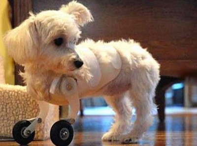 "Đôi chân thần kỳ" của chú chó khuyết 2 chi nổi tiếng thế giới - 3 "Đôi chân thần kỳ" của chú chó khuyết 2 chi nổi tiếng thế giới - 3