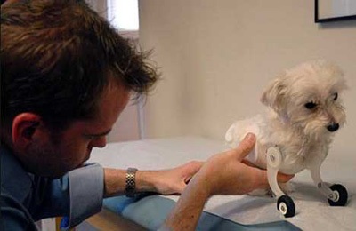 "Đôi chân thần kỳ" của chú chó khuyết 2 chi nổi tiếng thế giới - 5 "Đôi chân thần kỳ" của chú chó khuyết 2 chi nổi tiếng thế giới - 5