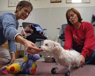 "Đôi chân thần kỳ" của chú chó khuyết 2 chi nổi tiếng thế giới - 6 "Đôi chân thần kỳ" của chú chó khuyết 2 chi nổi tiếng thế giới - 6