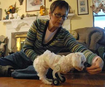 "Đôi chân thần kỳ" của chú chó khuyết 2 chi nổi tiếng thế giới - 7 "Đôi chân thần kỳ" của chú chó khuyết 2 chi nổi tiếng thế giới - 7