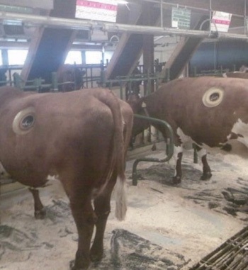 Khoét lỗ trên... mình bò - 3 Khoét lỗ trên... mình bò - 3