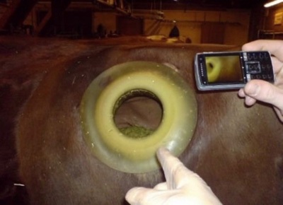 Khoét lỗ trên... mình bò - 2 Khoét lỗ trên... mình bò - 2