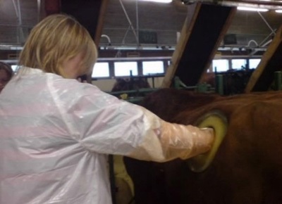 Khoét lỗ trên... mình bò - 1 Khoét lỗ trên... mình bò - 1