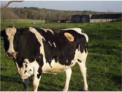 Khoét lỗ trên... mình bò - 4 Khoét lỗ trên... mình bò - 4