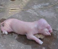 Hà Tĩnh: Lại lợn đẻ ra “voi” - 2 Hà Tĩnh: Lại lợn đẻ ra “voi” - 2