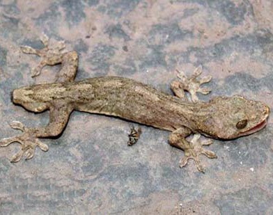 Tắc kè “quái” nhất: Mọc thêm đầu ở đằng đuôi - 1