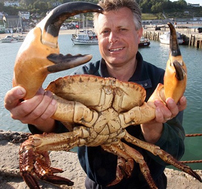 Cua siêu bự - 1 Cua siêu bự - 1