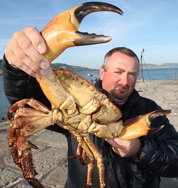 Cua siêu bự - 2 Cua siêu bự - 2