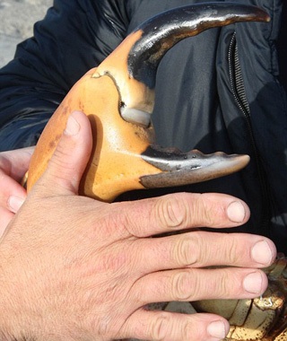 Cua siêu bự - 3 Cua siêu bự - 3