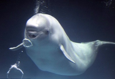 Cá voi biết thổi bong bóng nước - 1