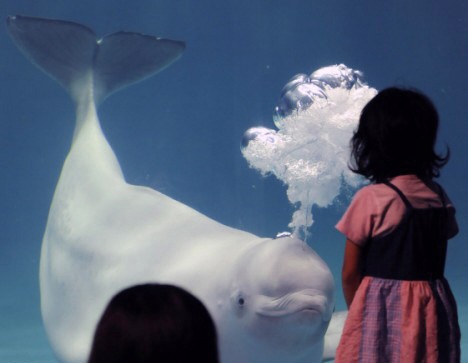Cá voi biết thổi bong bóng nước - 2