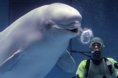 Cá voi biết thổi bong bóng nước - 3