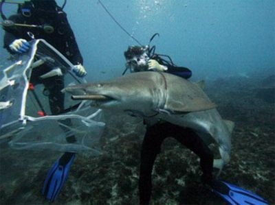 Chùm ảnh: Đưa tay vào hàm cá mập xám - 3