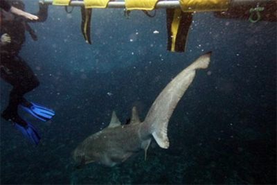 Chùm ảnh: Đưa tay vào hàm cá mập xám - 6