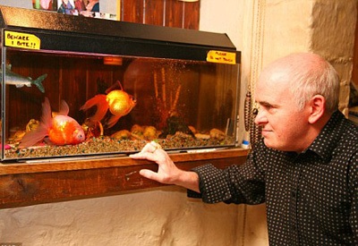 Cá bơi “chổng” bụng lên trời - 2