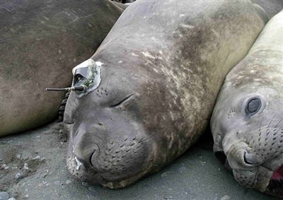 Xem ảnh kỳ quặc tháng 8 (1) - 9