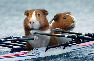 Sôi động Olympics dành cho… chuột lang - 12