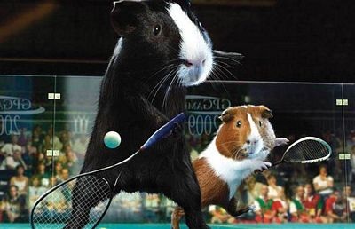 Sôi động Olympics dành cho… chuột lang - 4