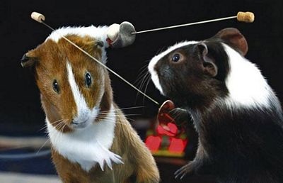 Sôi động Olympics dành cho… chuột lang - 5