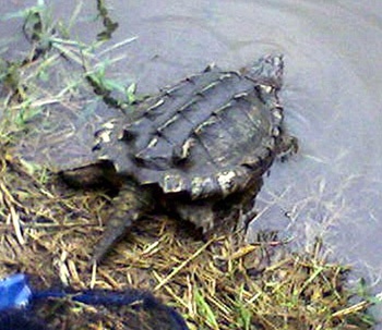 Bắt được “thủy quái” ở Anh - 1 Bắt được “thủy quái” ở Anh - 1