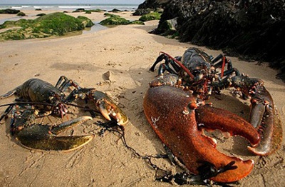 Càng cua dài gần nửa mét - 1 Càng cua dài gần nửa mét - 1