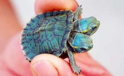 Lại phát hiện rùa hai đầu  - 1