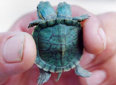 Lại phát hiện rùa hai đầu  - 2