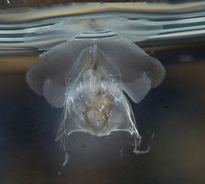 Phát hiện hàng trăm sinh vật mới tại vùng biển Australia - 11 Phát hiện hàng trăm sinh vật mới tại vùng biển Australia - 11