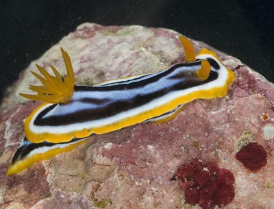 Phát hiện hàng trăm sinh vật mới tại vùng biển Australia - 10 Phát hiện hàng trăm sinh vật mới tại vùng biển Australia - 10