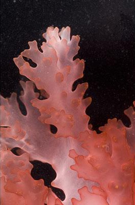 Phát hiện hàng trăm sinh vật mới tại vùng biển Australia - 12 Phát hiện hàng trăm sinh vật mới tại vùng biển Australia - 12