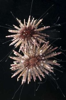 Phát hiện hàng trăm sinh vật mới tại vùng biển Australia - 4 Phát hiện hàng trăm sinh vật mới tại vùng biển Australia - 4