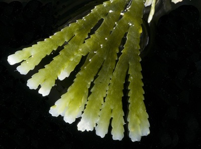 Phát hiện hàng trăm sinh vật mới tại vùng biển Australia - 6 Phát hiện hàng trăm sinh vật mới tại vùng biển Australia - 6