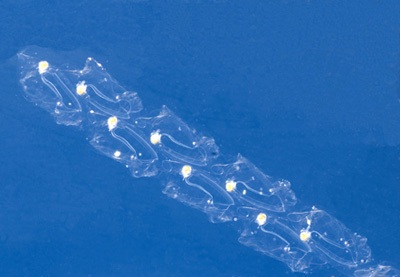 Phát hiện hàng trăm sinh vật mới tại vùng biển Australia - 8 Phát hiện hàng trăm sinh vật mới tại vùng biển Australia - 8