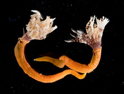 Phát hiện hàng trăm sinh vật mới tại vùng biển Australia - 7 Phát hiện hàng trăm sinh vật mới tại vùng biển Australia - 7