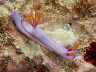 Phát hiện hàng trăm sinh vật mới tại vùng biển Australia - 9 Phát hiện hàng trăm sinh vật mới tại vùng biển Australia - 9