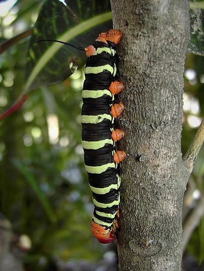 Những "người đẹp" của thế giới các loài sâu - 7