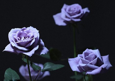 Hoa hồng xanh lần đầu ra mắt tại Tokyo - 4