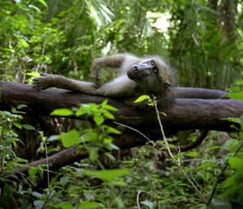 Victoria - Thác nước hùng vĩ nhất thế giới - 10