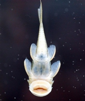 Phát hiện 24 loài động vật mới tại Suriname - 1 Phát hiện 24 loài động vật mới tại Suriname - 1