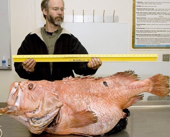 Bắt được con cá hàng trăm năm tuổi tại Alaska - 1 Bắt được con cá hàng trăm năm tuổi tại Alaska - 1