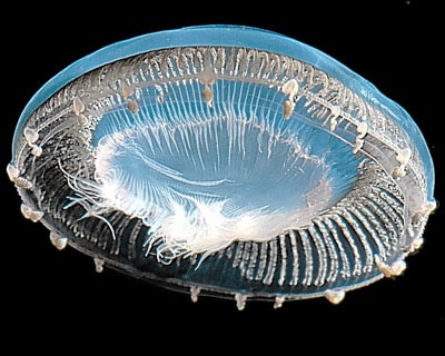 “Người ngoài hành tinh” dưới đáy biển - 1 “Người ngoài hành tinh” dưới đáy biển - 1