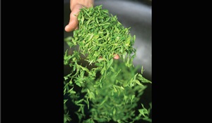 Chùm ảnh quán trà cổ ở Hàng Châu - Trung Quốc - 11 Chùm ảnh quán trà cổ ở Hàng Châu - Trung Quốc - 11