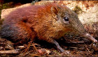 Phát hiện một loài vật kỳ lạ ở đông Phi - 1