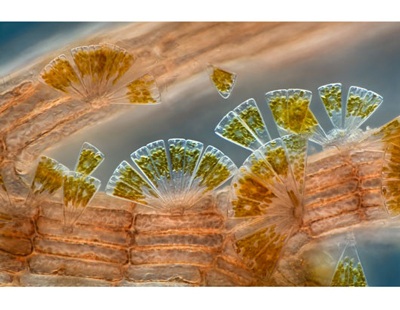 Chùm ảnh: Phóng đại thế giới tí hon - 4