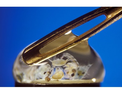 Chùm ảnh: Phóng đại thế giới tí hon - 5