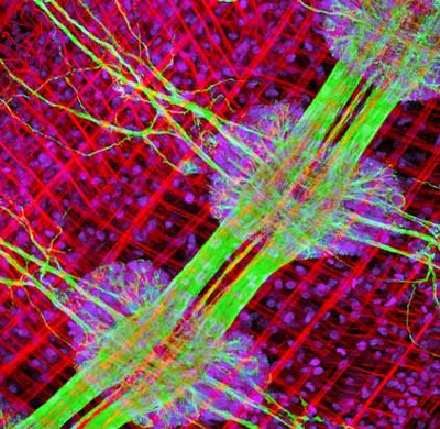 Chùm ảnh: Phóng đại thế giới tí hon - 8