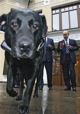 Chùm ảnh: Chiêm ngưỡng cún cưng của Putin - 11