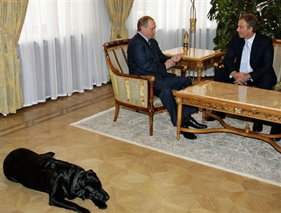 Chùm ảnh: Chiêm ngưỡng cún cưng của Putin - 2