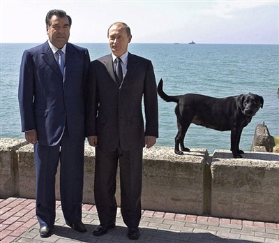 Chùm ảnh: Chiêm ngưỡng cún cưng của Putin - 3